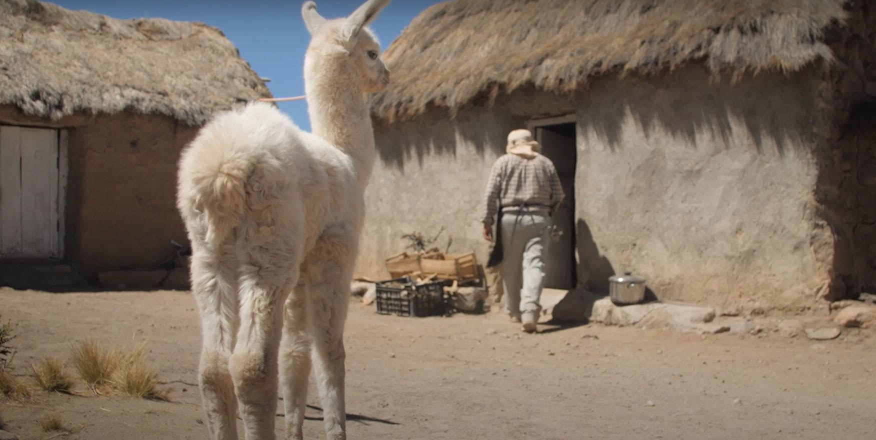Andino. Estancia de Chivatambo, Reserva Nacional Las Vicuñas, comuna de Putre, región de Arica y Parinacota. Conrado Blanco Mamani, habitante del lugar, se dedica a la ganadería camélida y el turismo de intereses especiales